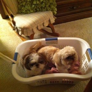 Meet your Posher, Phyllis